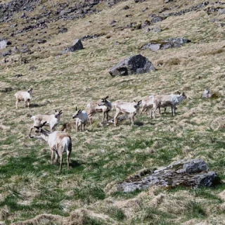 #icelandic.beauty #iceland #icelandicbeauty #icelandtravel #icelandtrip