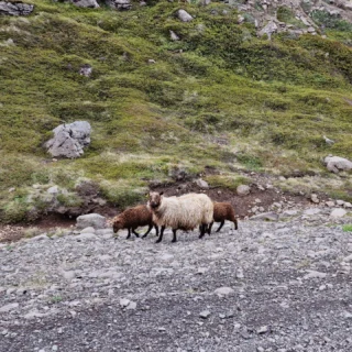 #icelandic.beauty #iceland #icelandicbeauty #icelandtravel #icelandtrip