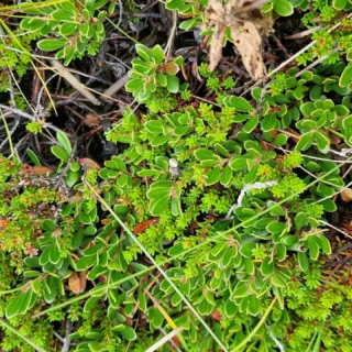 #icelandic.beauty #iceland #icelandicbeauty #icelandtravel #icelandtrip