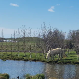 #icelandic.beauty #iceland #icelandicbeauty #icelandtravel #icelandtrip #icelandichorse